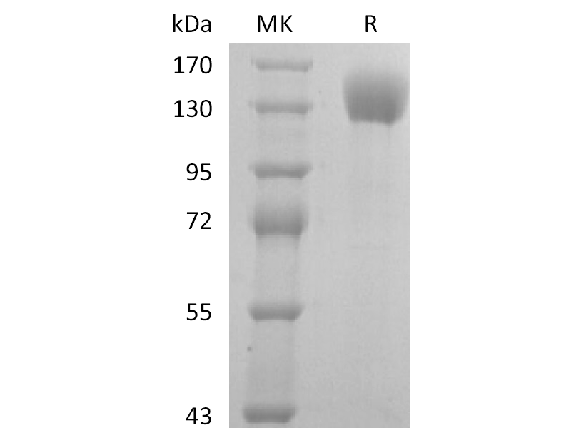 Recombinant Human P-selectin (C-Fc)