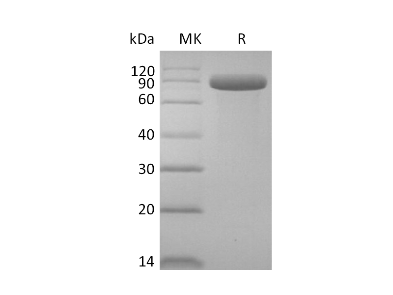 Recombinant Human DLL4 (C-Fc)