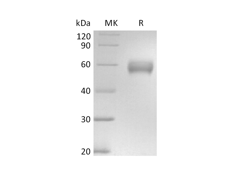 Recombinant Human CD147 (C-mFc)