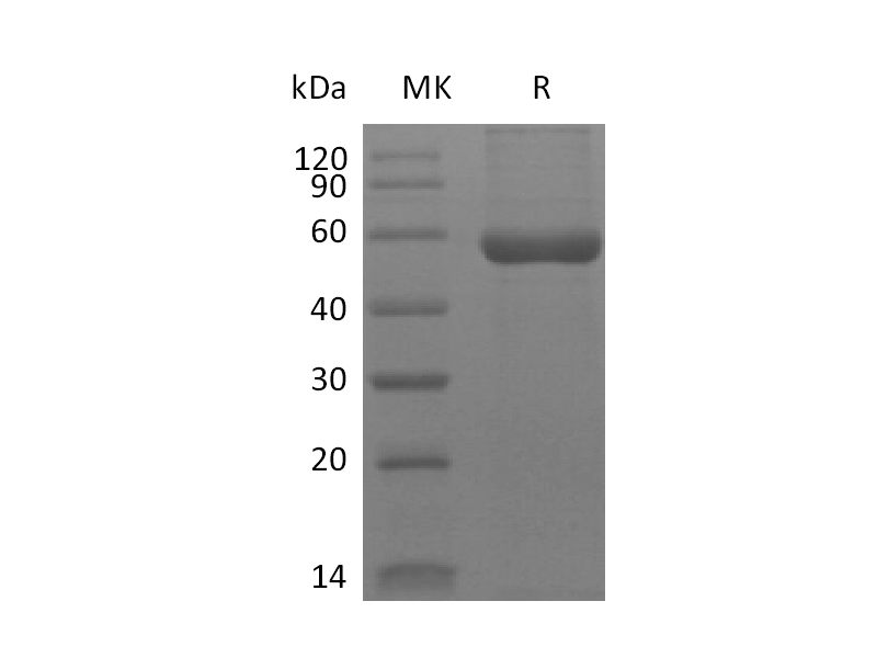 Recombinant Human HLA-A*0201 WT-1 complex Protein (C-10His)