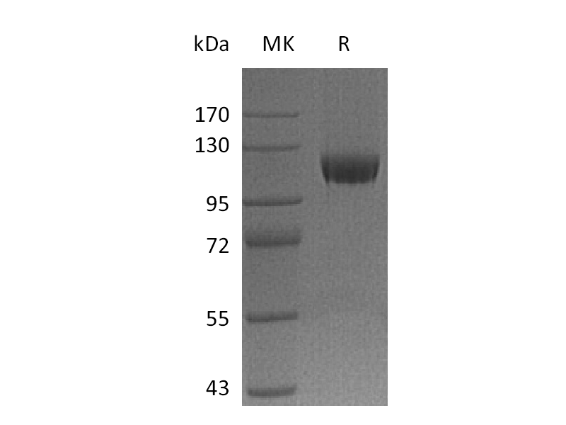 Recombinant Human Neuropilin-1 (C-Fc)