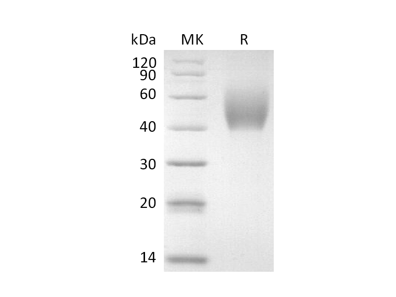 Recombinant Human FGFR2IIIb (C-6His)