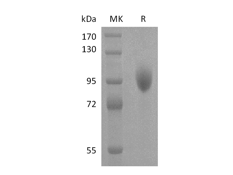 Recombinant Human Siglec-5 (C-Fc)