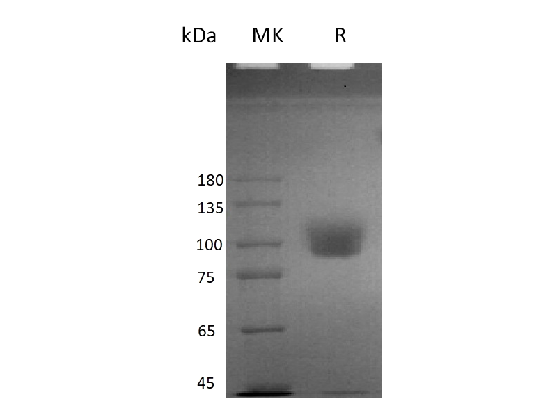 Recombinant Human ICAM-1 (C-mFc)