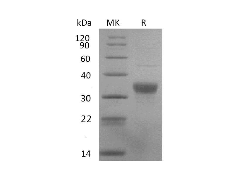 Recombinant Human NKp44 (C-6His)