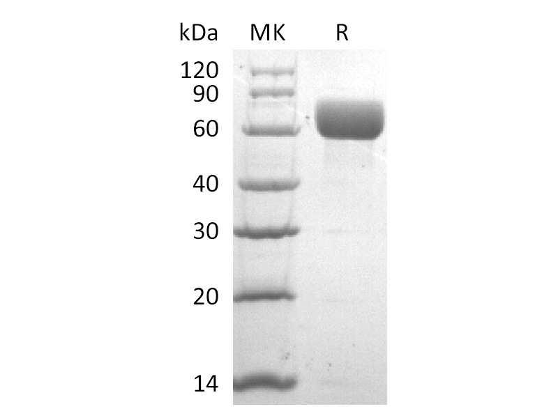 Recombinant Human CD98 (N-6His)