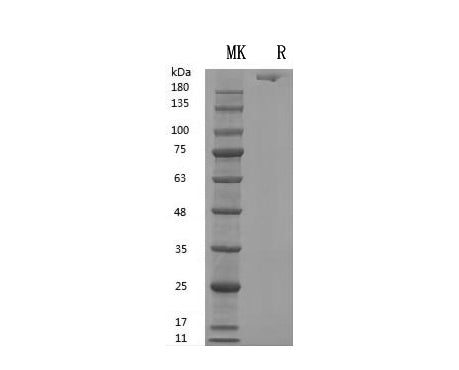 Recombinant Human Fibronectin