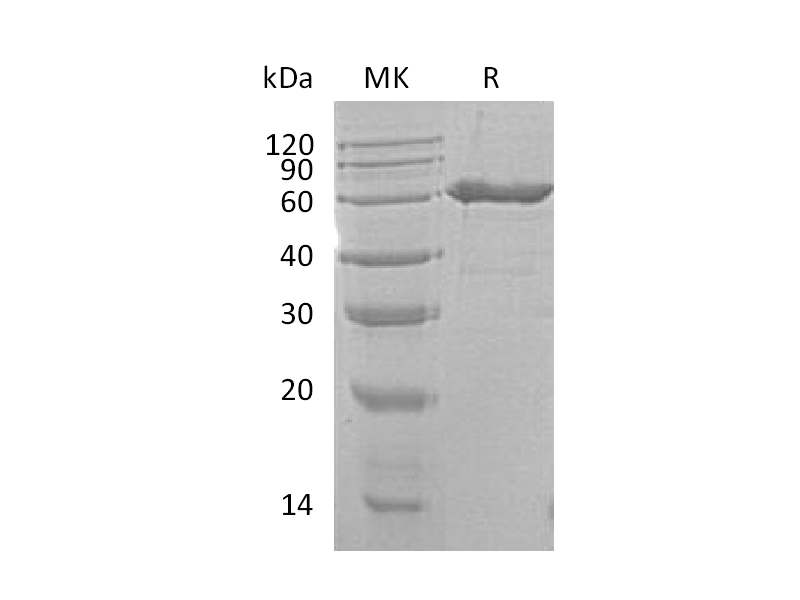 Recombinant Mouse CD73 (C-6His)