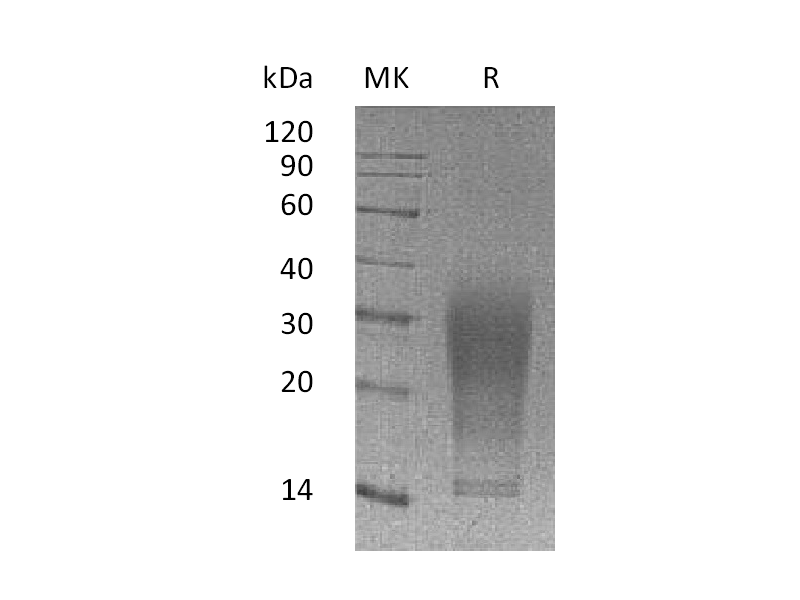 Recombinant Mouse IL-13 (110AA, C-6His)