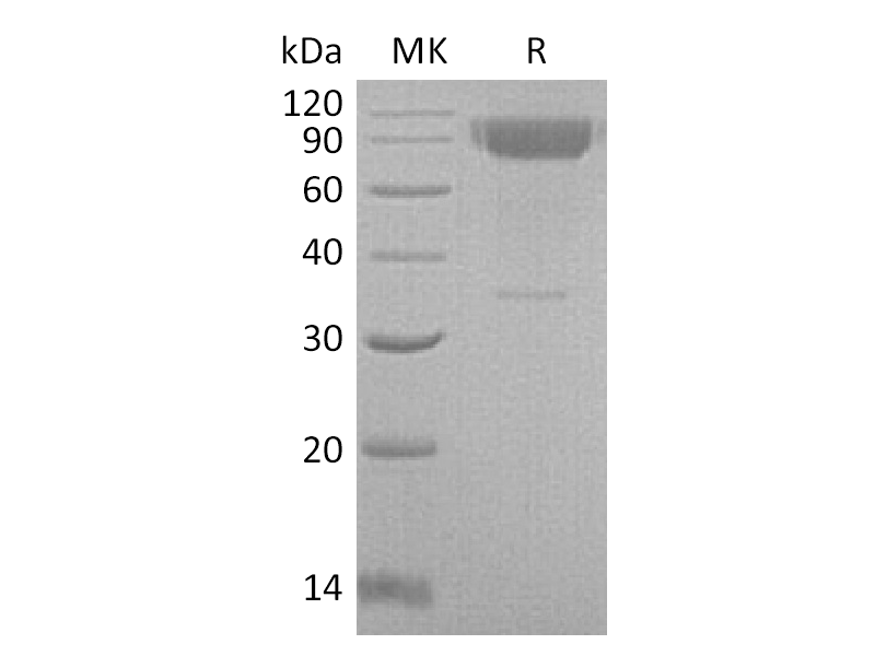 Recombinant Mouse IL-2RG (C-Fc)