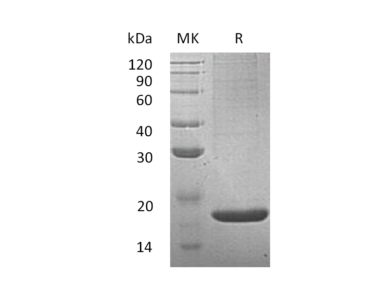 Recombinant Mouse REG2 (N-6His)