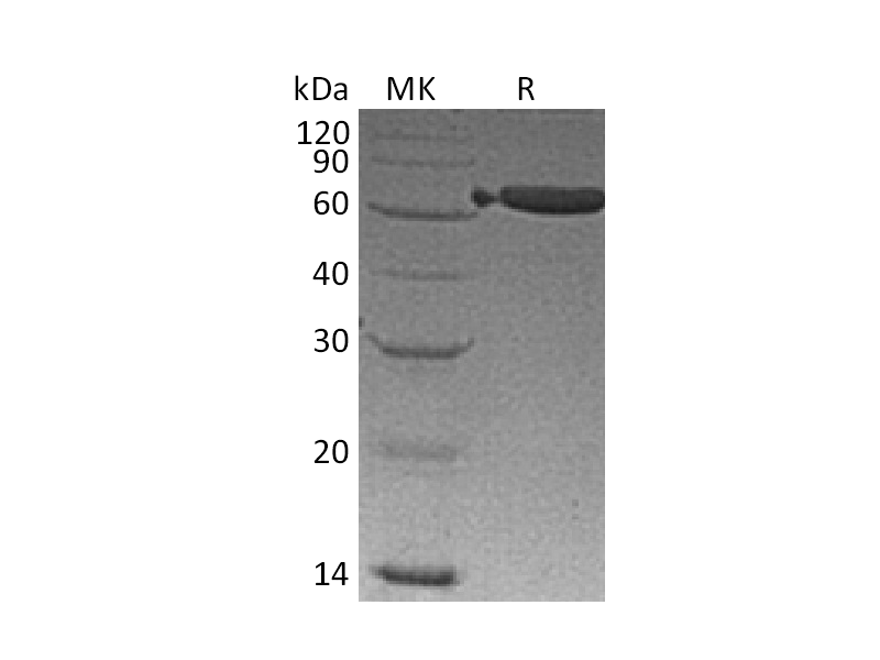 Recombinant Mouse EpCAM (C-Fc)