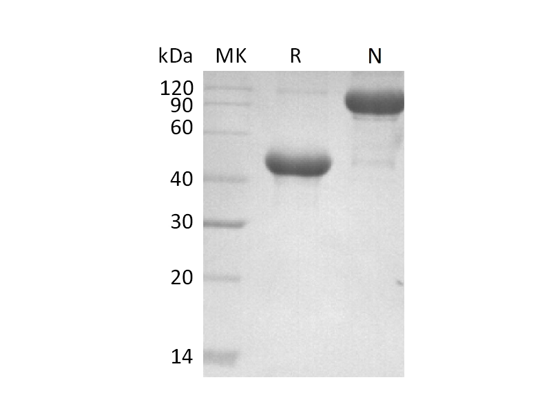Recombinant Mouse APRIL (N-Fc)