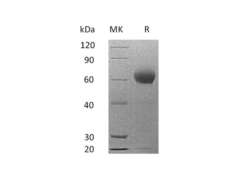 Recombinant Mouse CFH (C-6His)