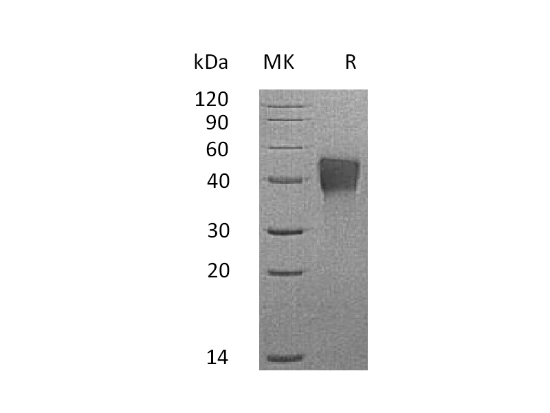 Recombinant Mouse TROP-2 (C-6His)