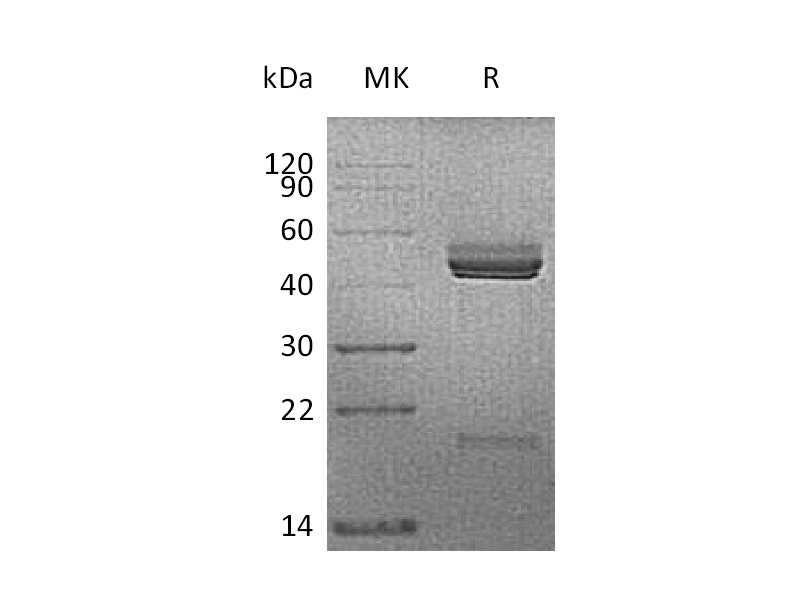Recombinant Mouse IL-23 (C-6His)
