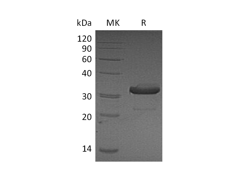 Recombinant Mouse IgG3 Fc