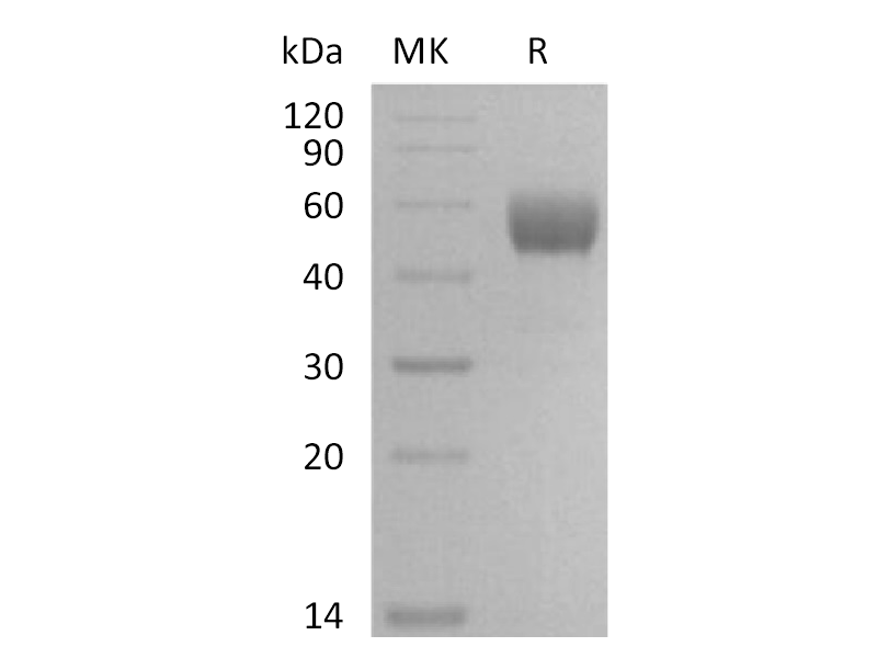 Recombinant Mouse NKG2D (N-Fc)
