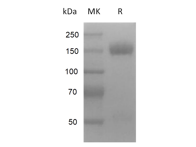 Recombinant Mouse VEGFR2 (C-Fc)
