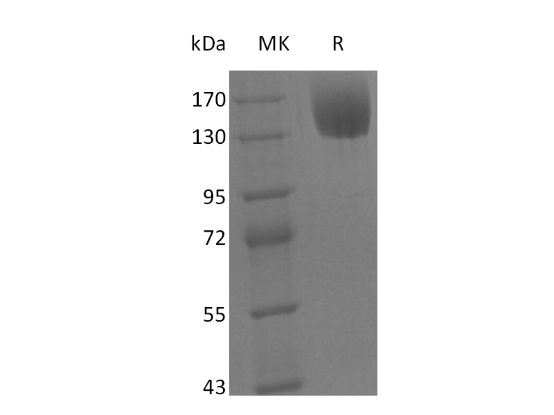Recombinant Mouse LEPR (C-Fc)