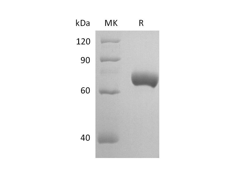 Recombinant Mouse Nectin-2 (C-Fc)