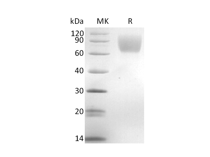 Recombinant Mouse TrkA (C-6His)