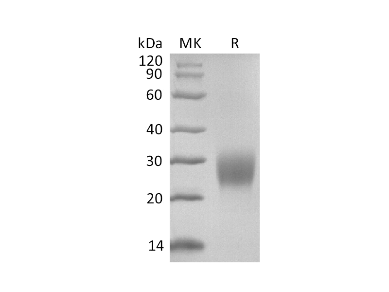 Recombinant Mouse CLEC2D (N-6His)