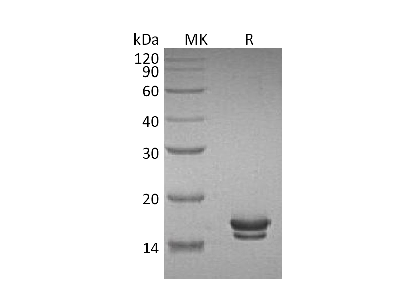 Recombinant Rat IL-2 (C-6His)