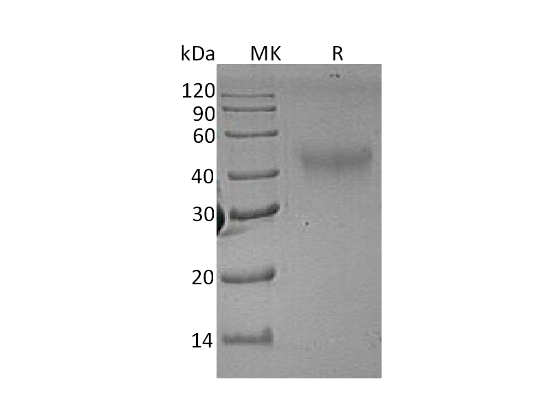 Recombinant Rat M-CSF