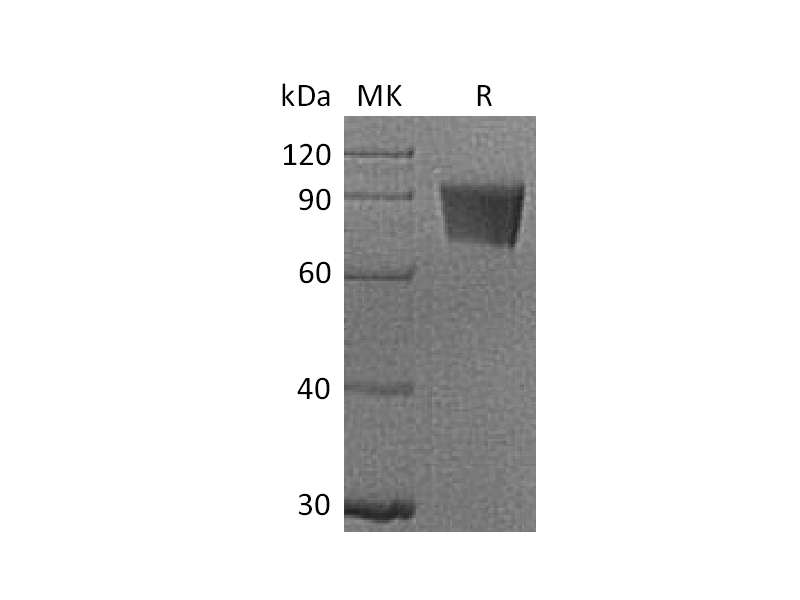 Recombinant Rhesus Macaque B7-H4 (C-Fc)
