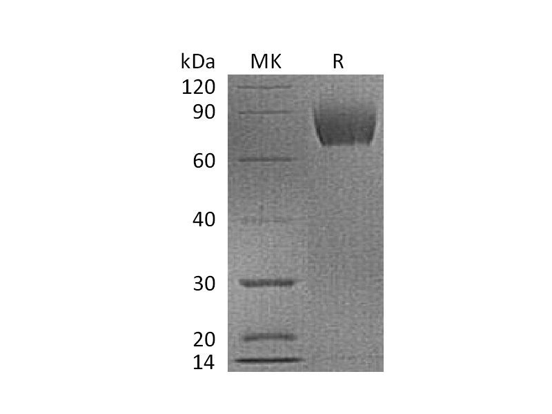 Recombinant Cynomolgus B7-H3 (C-6His)