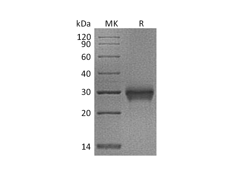 Recombinant Cynomolgus CD40 (C-6His)