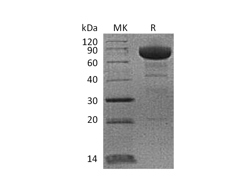 Recombinant Cynomolgus PD-L1 (C-Fc)