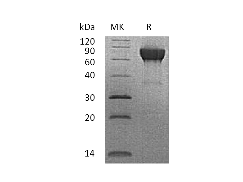 Recombinant Rhesus Macaque CD27 (C-Fc)