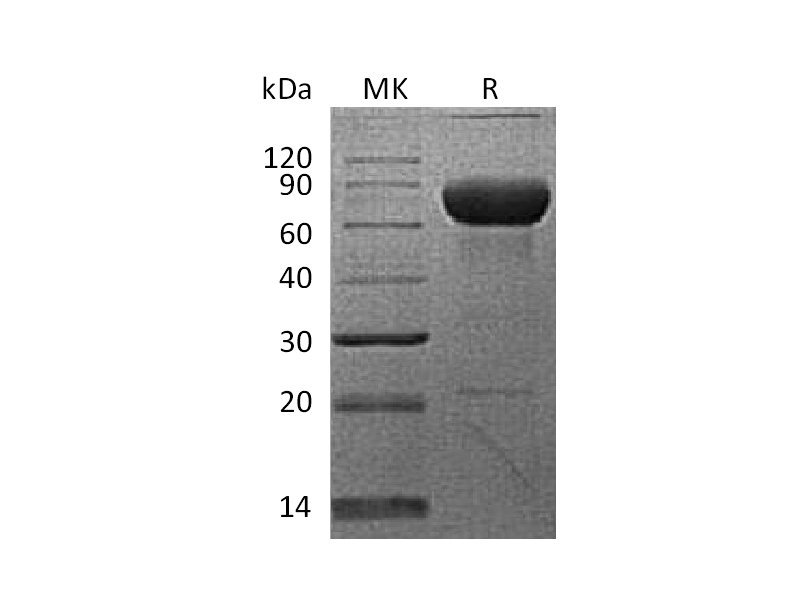 Recombinant Cynomolgus PD-L2 (C-Fc)