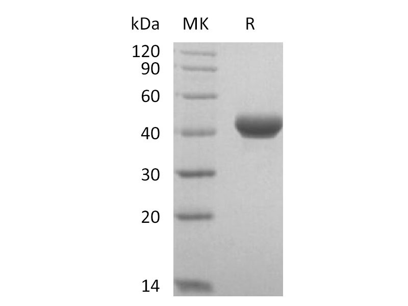 Recombinant Cynomolgus Nectin-4 (C-6His)
