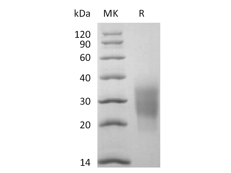 Recombinant Cynomolgus NKG2D (N-6His)