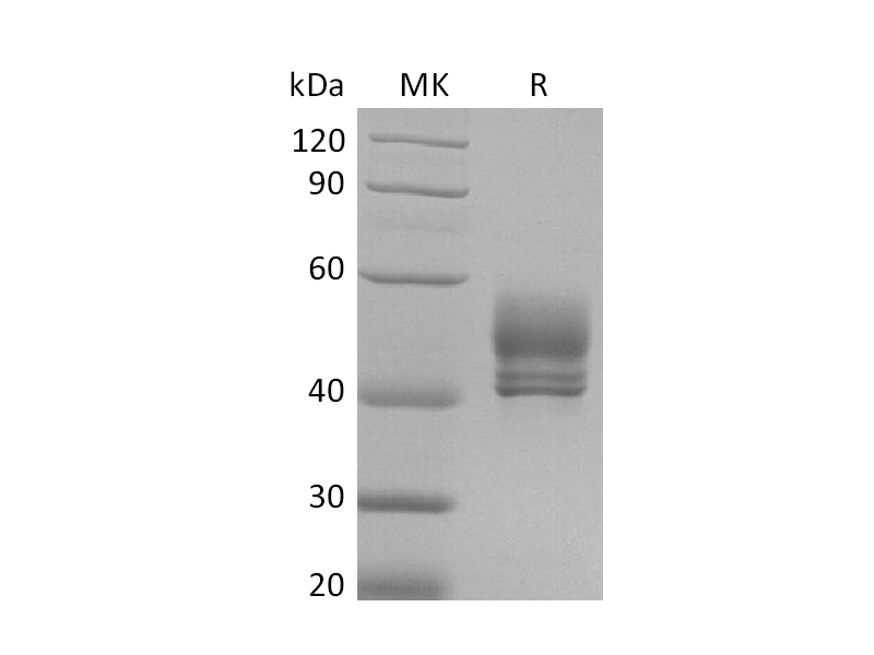 Recombinant Cynomolgus CD3D&CD3E Heterodimer (C-Fc-Flag&C-Fc-6His)
