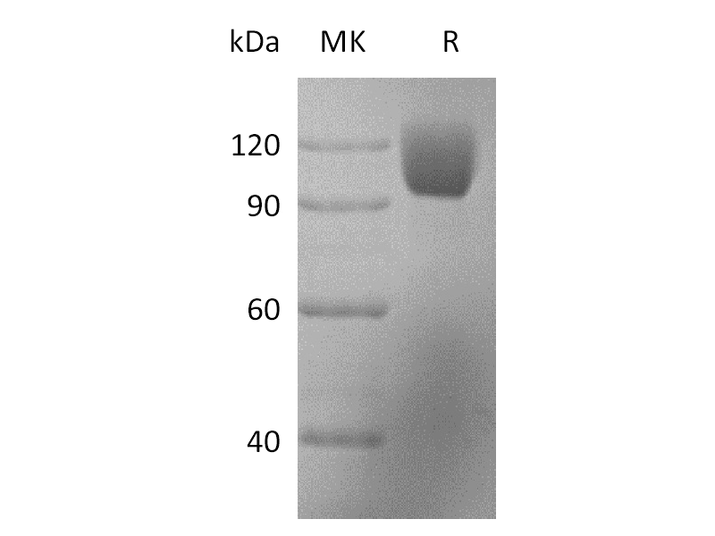 Recombinant Rhesus Macaque ICAM-1 (C-Fc)