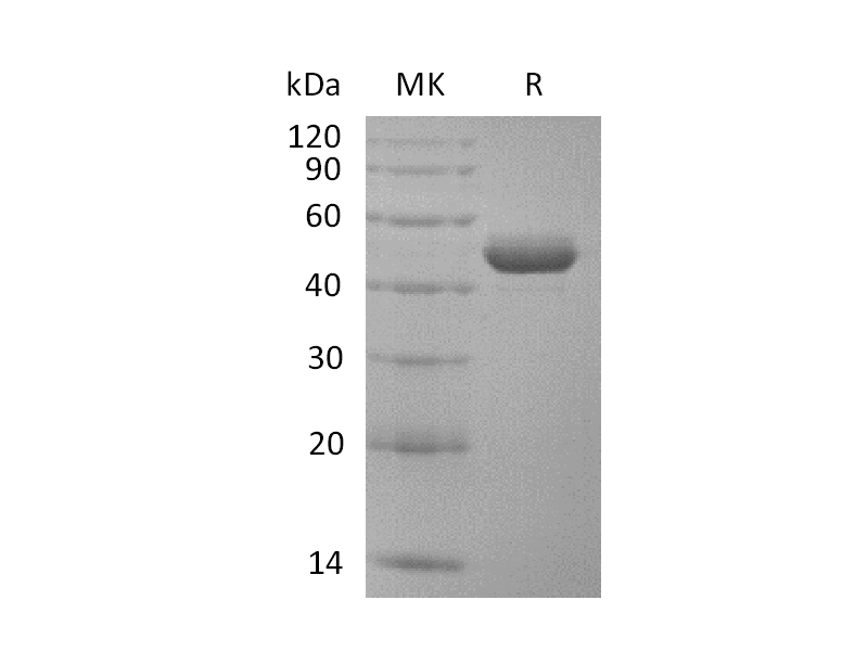 Recombinant Rhesus Macaque BAFF (N-Fc)