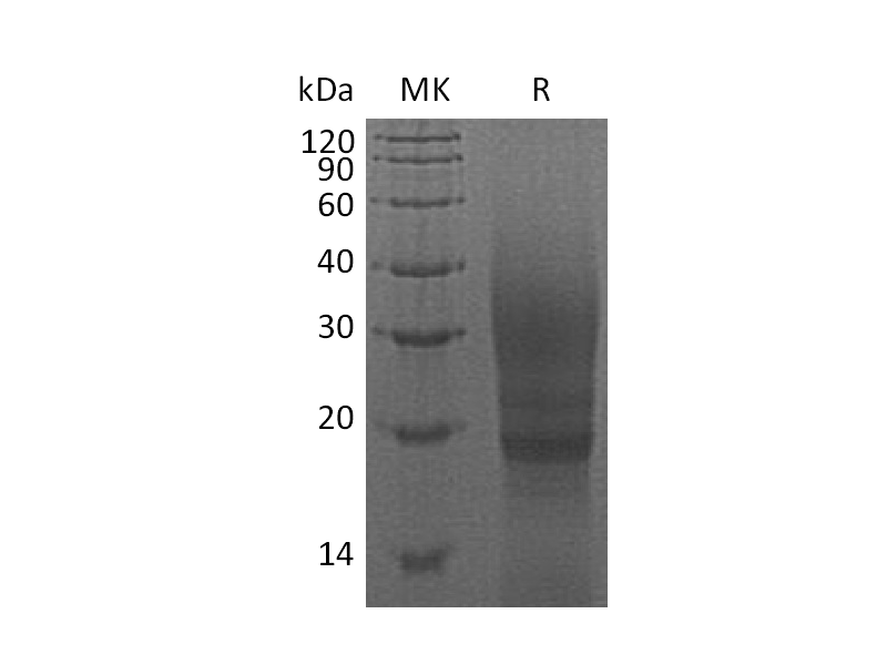 Recombinant Cavia porcellus CTLA-4 (C-6His)