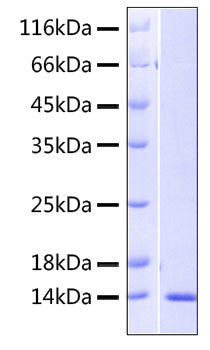 Recombinant Human CXCL14/BRAK Protein