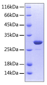 Recombinant Human TNFRSF11A/CD265 Protein