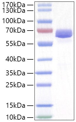 Recombinant Human Neurolysin Protein
