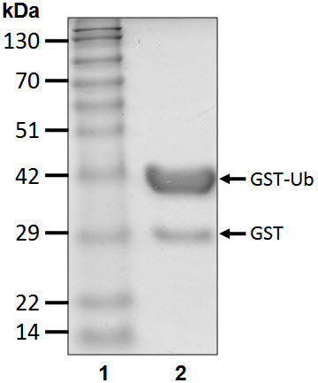 Recombinant Human Ubiquitin protein