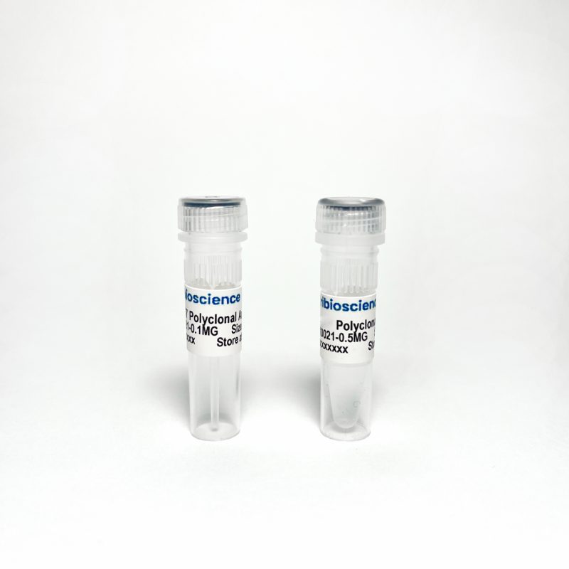 Phospho-Tau Thr217 (p-tau217) Polyclonal Antibody Validated as Capture in ELISA