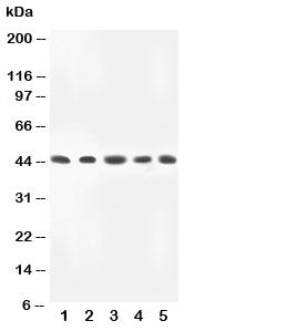 MKK4 Antibody MEK4