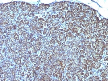 Mitochondrial Marker Antibody