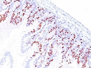 Bromodeoxyuridine / BrdU Antibody