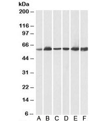 HSP60 Antibody